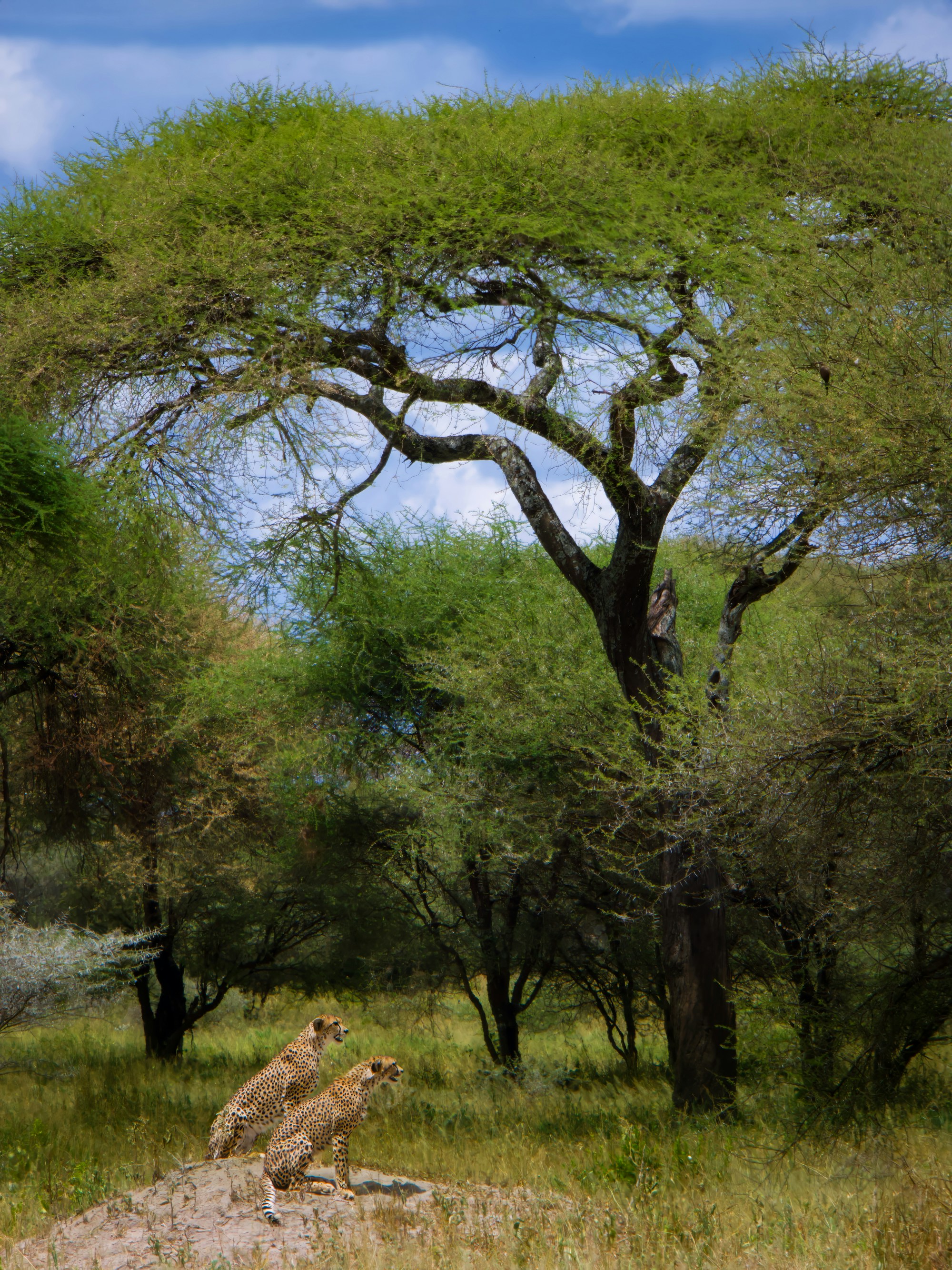 Safari Day Trip (Arusha Hub)