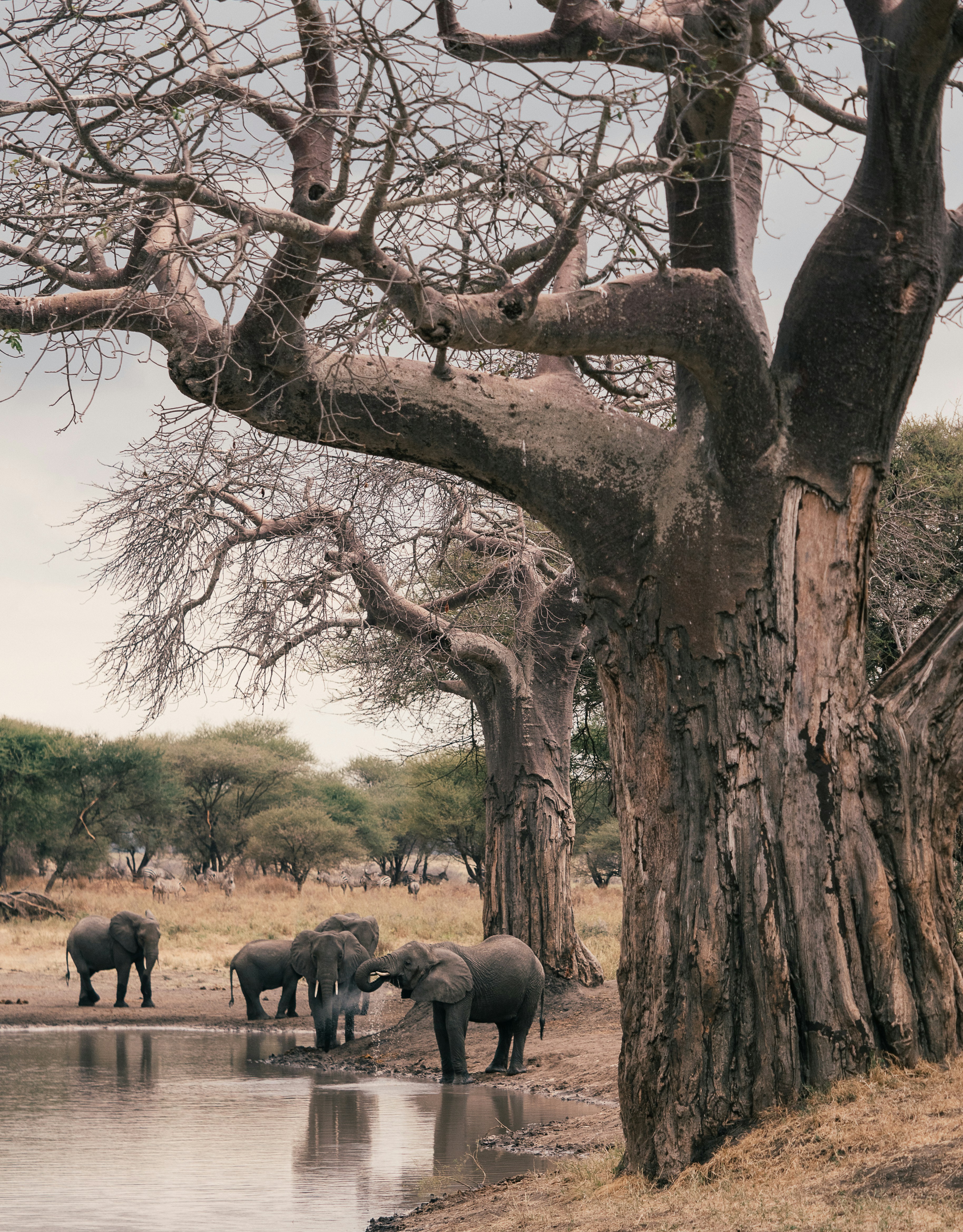 Arusha → Tarangire National Park